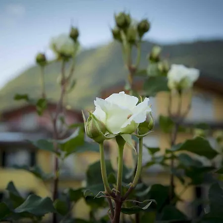Apartman La Collina Degli Ulivi Vercana